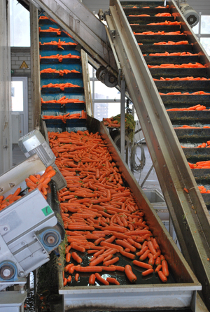Sortierung der Karotten